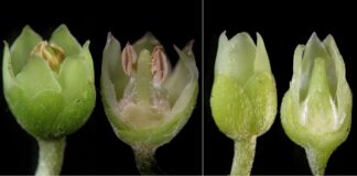 Nuevos Conocimientos Hallan el mecanismo reproductivo de un árbol nativo con potencial gastronómico