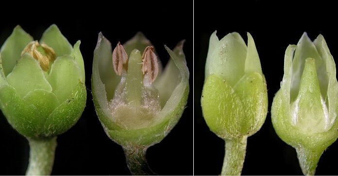 Nuevos Conocimientos Hallan el mecanismo reproductivo de un árbol nativo con potencial gastronómico