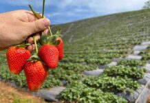 NUEVOS GRADUADOS Ingenieros de la UNNE proponen producir frutas congeladas en Goya para abastecer el mercado nacional