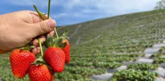 NUEVOS GRADUADOS Ingenieros de la UNNE proponen producir frutas congeladas en Goya para abastecer el mercado nacional