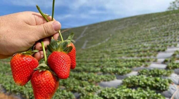 NUEVOS GRADUADOS Ingenieros de la UNNE proponen producir frutas congeladas en Goya para abastecer el mercado nacional