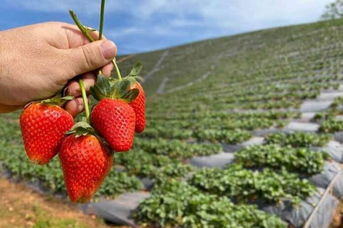 Frutilla