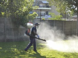 Detectaron poblaciones de aedes aegypti resistentes a los insecticidas en el norte argentino