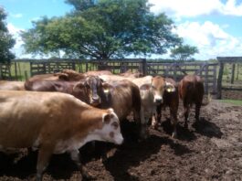 Glicerol, un residuo de la producción de biodiesel con potencial para la alimentación del ganado