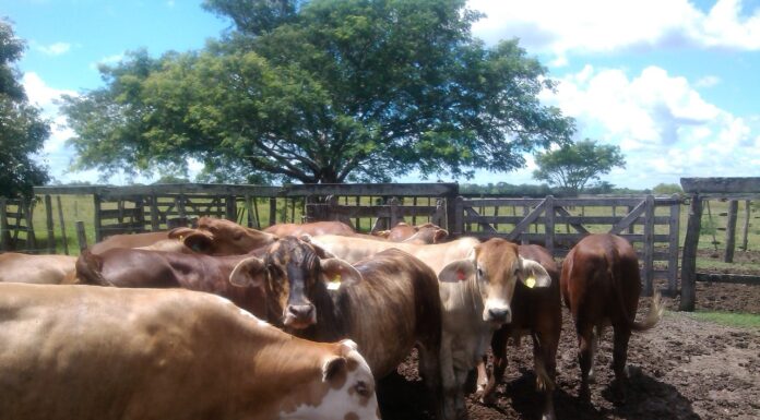 Glicerol, un residuo de la producción de biodiesel con potencial para la alimentación del ganado