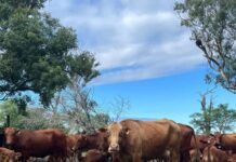 Becaria de Veterinaria indaga si el mes de nacimiento influye en el crecimiento de los terneros