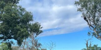 NUEVOS CONOCIMIENTOS Becaria de Veterinaria indaga si el mes de nacimiento influye en el crecimiento de los terneros