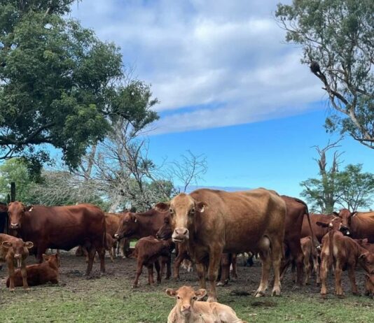 Becaria de Veterinarias indaga si el mes de nacimiento influye en el crecimiento de los terneros