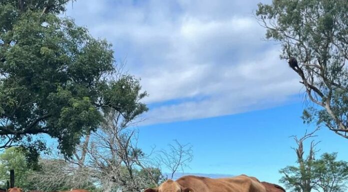 Becaria de Veterinaria indaga si el mes de nacimiento influye en el crecimiento de los terneros