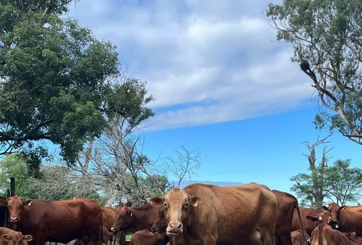 Becaria de Veterinaria indaga si el mes de nacimiento influye en el crecimiento de los terneros