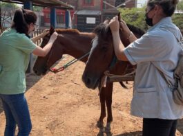 Con detecciones en Corrientes, amplían el área de distribución en Argentina de una garrapata de relevancia veterinaria