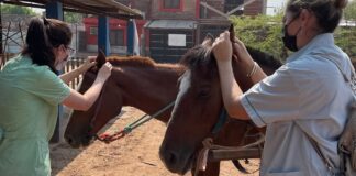 PLANEAN REALIZAR NUEVOS REGISTROS EN OTRAS ECORREGIONES Con detecciones en Corrientes, amplían el área de distribución en Argentina de una garrapata de relevancia veterinaria