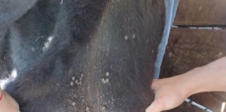 Ciencia y Tecnología Buscan preservar principios activos en dos garrapaticidas usados en baños de inmersión para bovinos Animal afectado por garrapatas