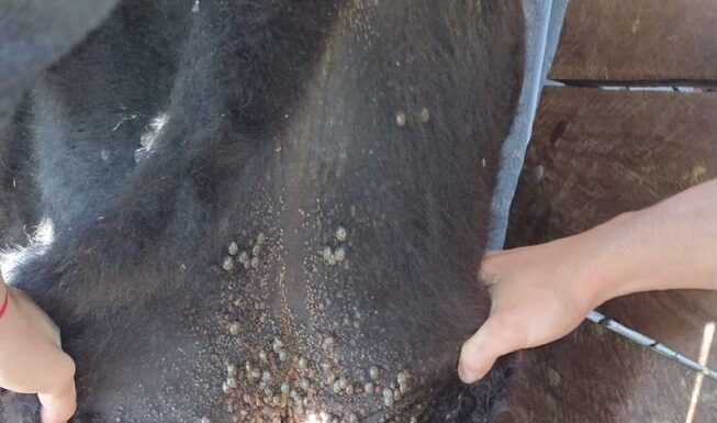 Ciencia y Tecnología Buscan preservar principios activos en dos garrapaticidas usados en baños de inmersión para bovinos Animal afectado por garrapatas