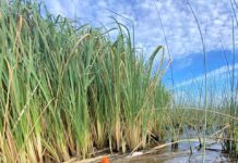 GESTIÓN AMBIENTAL Investigación de la UNNE revela datos inéditos sobre geoquímica de sedimentos del Iberá