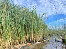 Investigación de la UNNE revela datos inéditos sobre geoquímica de sedimentos del Iberá