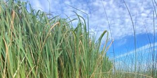 GESTIÓN AMBIENTAL Investigación de la UNNE revela datos inéditos sobre geoquímica de sedimentos del Iberá