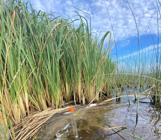 Investigación de la UNNE revela datos inéditos sobre geoquímica de sedimentos del Iberá