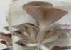 Hongos comestibles: becaria de Ciencias Agrarias explora nuevos usos para la viruta de eucalipto