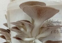 Hongos comestibles: becaria de Ciencias Agrarias explora nuevos usos para la viruta de eucalipto