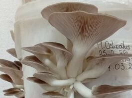 Hongos comestibles: becaria de Ciencias Agrarias explora nuevos usos para la viruta de eucalipto