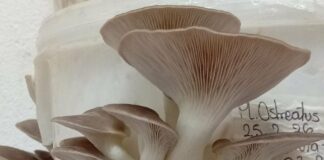 NUEVOS CONOCIMIENTOS Hongos comestibles: becaria de Ciencias Agrarias explora nuevos usos para la viruta de eucalipto