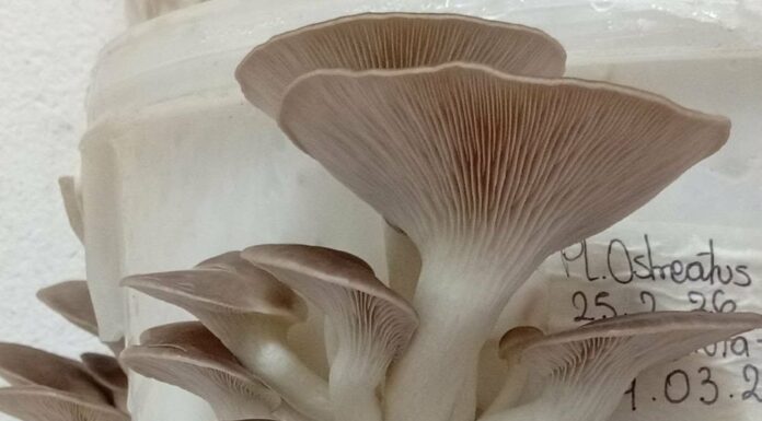 Hongos comestibles: becaria de Ciencias Agrarias explora nuevos usos para la viruta de eucalipto