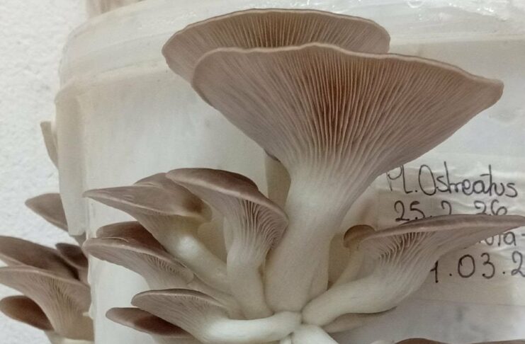 Hongos comestibles: becaria de Ciencias Agrarias explora nuevos usos para la viruta de eucalipto