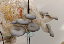 PROGRAMA UPAMI - UNNE El mundo de los hongos comestibles: nueva propuesta de extensión para adultos mayores