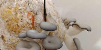 PROGRAMA UPAMI - UNNE El mundo de los hongos comestibles: nueva propuesta de extensión para adultos mayores