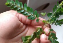 COOPERACIÓN CON LABORATORIOS DE BRASIL Importantes avances en la identificación del potencial antidiabético y antioxidante de plantas nativas del NEA