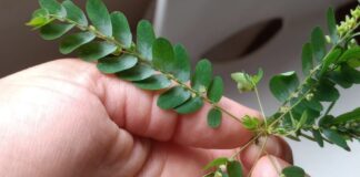 COOPERACIÓN CON LABORATORIOS DE BRASIL Importantes avances en la identificación del potencial antidiabético y antioxidante de plantas nativas del NEA