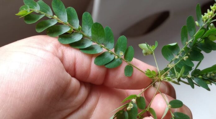 COOPERACIÓN CON LABORATORIOS DE BRASIL Importantes avances en la identificación del potencial antidiabético y antioxidante de plantas nativas del NEA