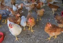 CASOS DE INFLUENZA AVIAR EN AVÍCOLA DE CORRIENTES Desde SENASA aseguran que las muestras de aves fueron tomadas por un veterinario acreditado