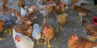 CASOS DE INFLUENZA AVIAR EN AVÍCOLA DE CORRIENTES Desde SENASA aseguran que las muestras de aves fueron tomadas por un veterinario acreditado