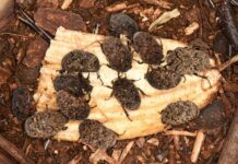 Nuevos Conocimientos Becaria investiga el potencial de una especie de escarabajos como productor de fertilizante orgánico