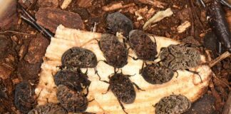 Nuevos Conocimientos Becaria investiga el potencial de una especie de escarabajos como productor de fertilizante orgánico