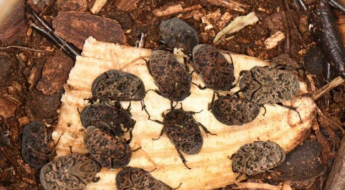 Nuevos Conocimientos Becaria investiga el potencial de una especie de escarabajos como productor de fertilizante orgánico