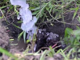 Evalúan el uso de hidrogel en la restauración de bosques del Chaco Húmedo