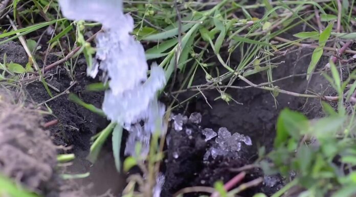 INNOVACIÓN Evalúan el uso de hidrogel en la restauración de bosques del Chaco Húmedo