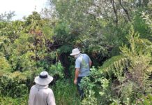 Amplían conocimiento sobre especies de helechos y licófitas del Iberá y destacan necesidad de sostener muestreos