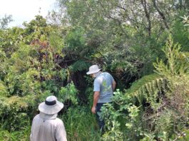 Amplían conocimiento sobre especies de helechos y licófitas del Iberá y destacan necesidad de sostener muestreos