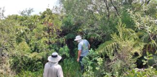 Amplían conocimiento sobre especies de helechos y licófitas del Iberá y destacan necesidad de sostener muestreos