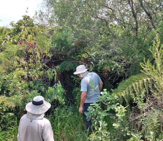 Amplían conocimiento sobre especies de helechos y licófitas del Iberá y destacan necesidad de sostener muestreos