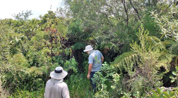 Amplían conocimiento sobre especies de helechos y licófitas del Iberá y destacan necesidad de sostener muestreos