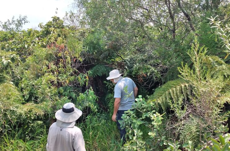 Amplían conocimiento sobre especies de helechos y licófitas del Iberá y destacan necesidad de sostener muestreos