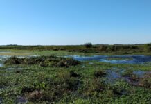ESTUDIO INTERNACIONAL Identifican el rol de los microambientes húmedos del NEA como potenciales “refugios climáticos” para especies de helechos
