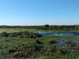 Identifican el rol de los microambientes húmedos del NEA como potenciales “refugios climáticos” para especies de helechos