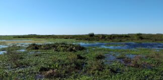 ESTUDIO INTERNACIONAL Identifican el rol de los microambientes húmedos del NEA como potenciales “refugios climáticos” para especies de helechos