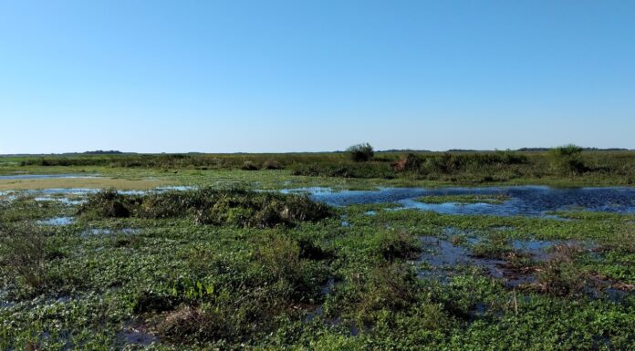 ESTUDIO INTERNACIONAL Identifican el rol de los microambientes húmedos del NEA como potenciales “refugios climáticos” para especies de helechos
